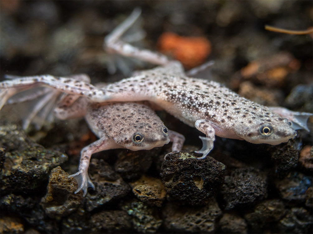 African dwarf frog with shrimp best sale