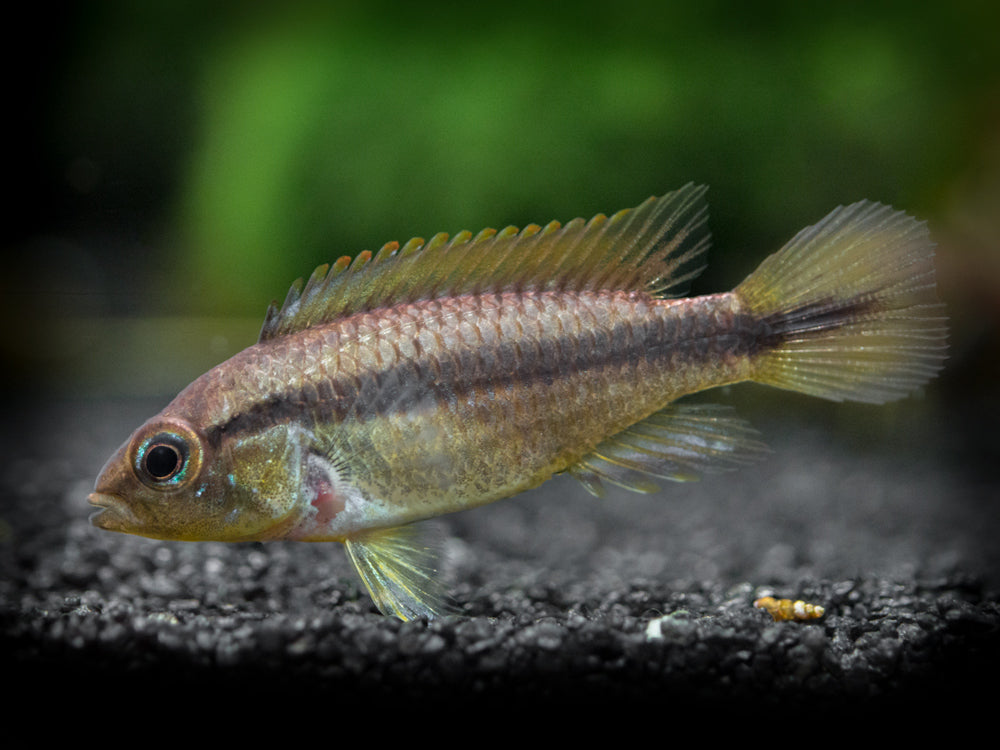 Agassizi's Dwarf Cichlid (Apistogramma cf. agassizii) - Tank-Bred!