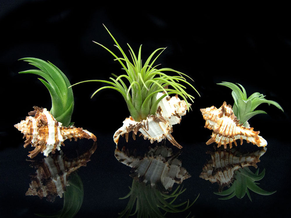 Tillandsia Air Plant Shell Kit - Includes 3 Live Plants and 3 Hand Picked Seashell Holders