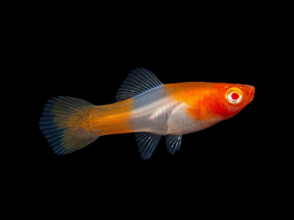 Albino Koi Kohaku Swordtail (Xiphophorus helleri), Tank-Bred