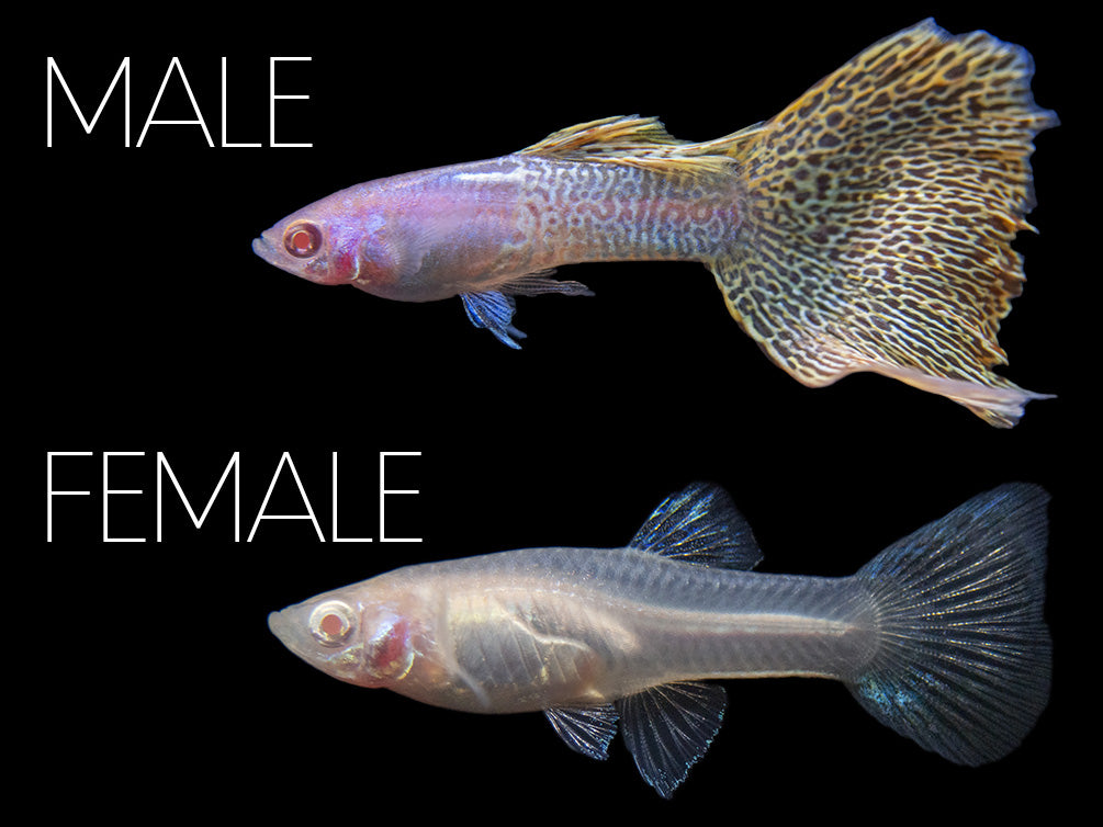 Albino Metal Yellow Lace Guppy (Poecilia reticulata), Tank-Bred