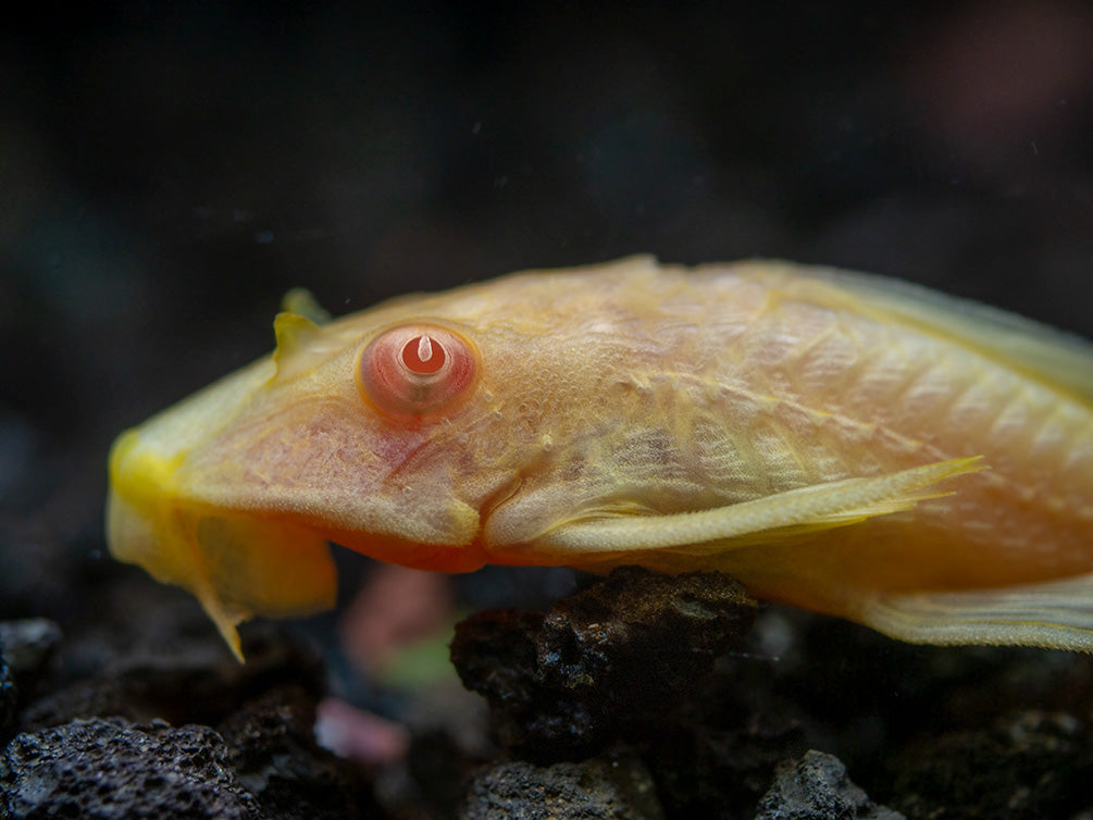 Albino Sailfin Pleco (Pterygoplichthys gibbiceps), Tank-Bred