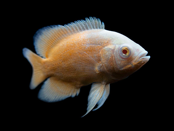 Albino Red Oscar (Astronotus ocellatus), Tank-Bred! - Arts on sale today for $ 8.99
