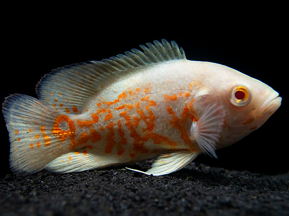 Albino Tiger Oscar (Astronotus ocellatus), Tank-Bred