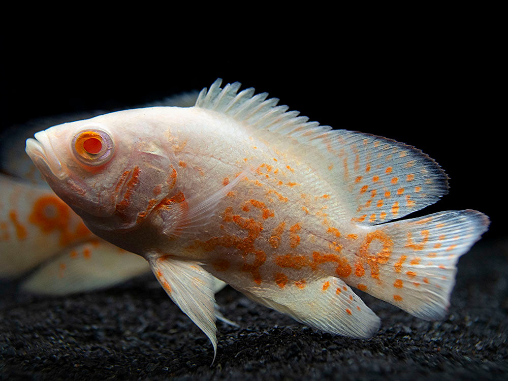 Albino Tiger Oscar (Astronotus ocellatus), Tank-Bred
