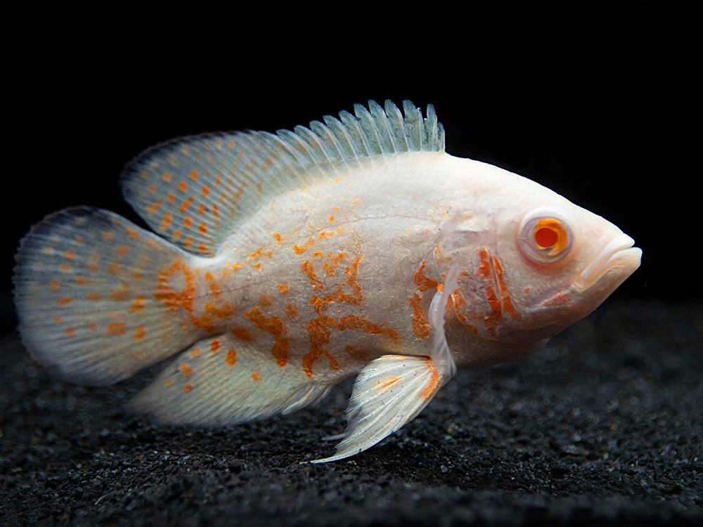 Albino Tiger Oscar (Astronotus ocellatus), Tank-Bred