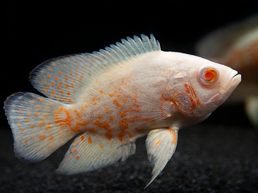 Albino Tiger Oscar (Astronotus ocellatus), Tank-Bred