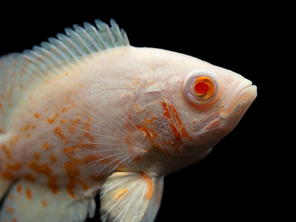 Albino Tiger Oscar (Astronotus ocellatus), Tank-Bred