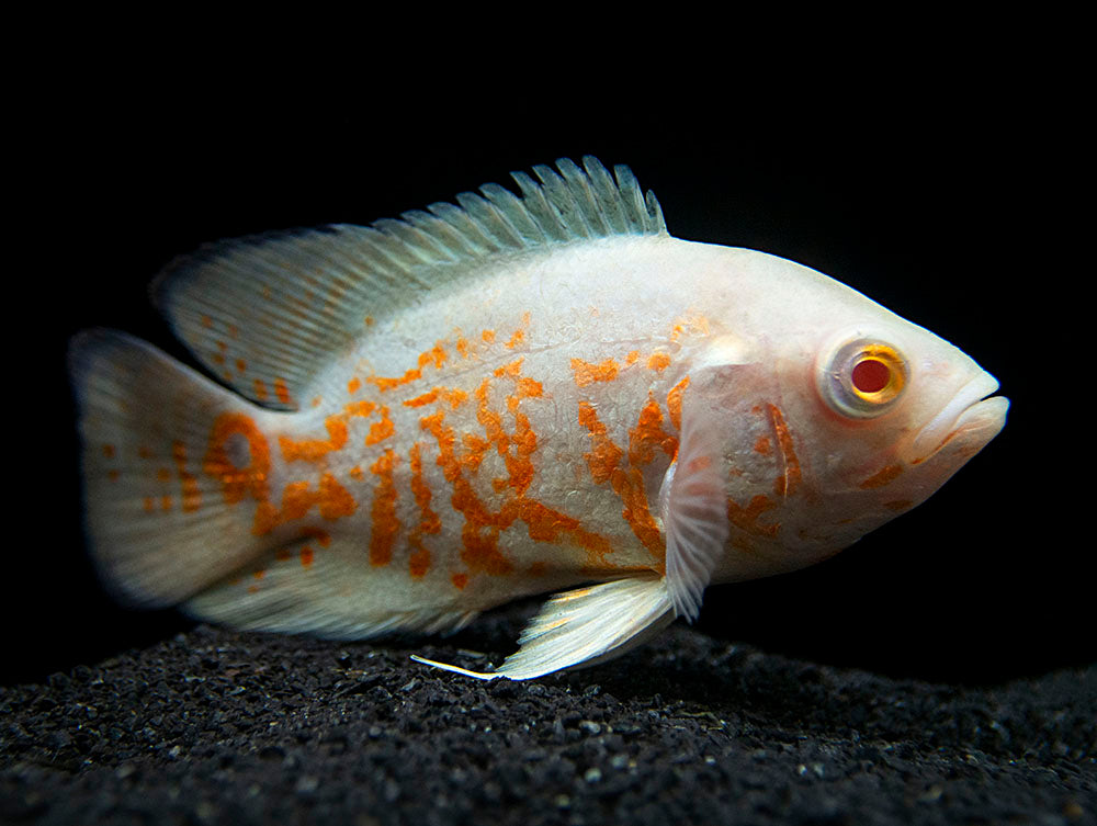 Albino Tiger Oscar (Astronotus ocellatus), Tank-Bred