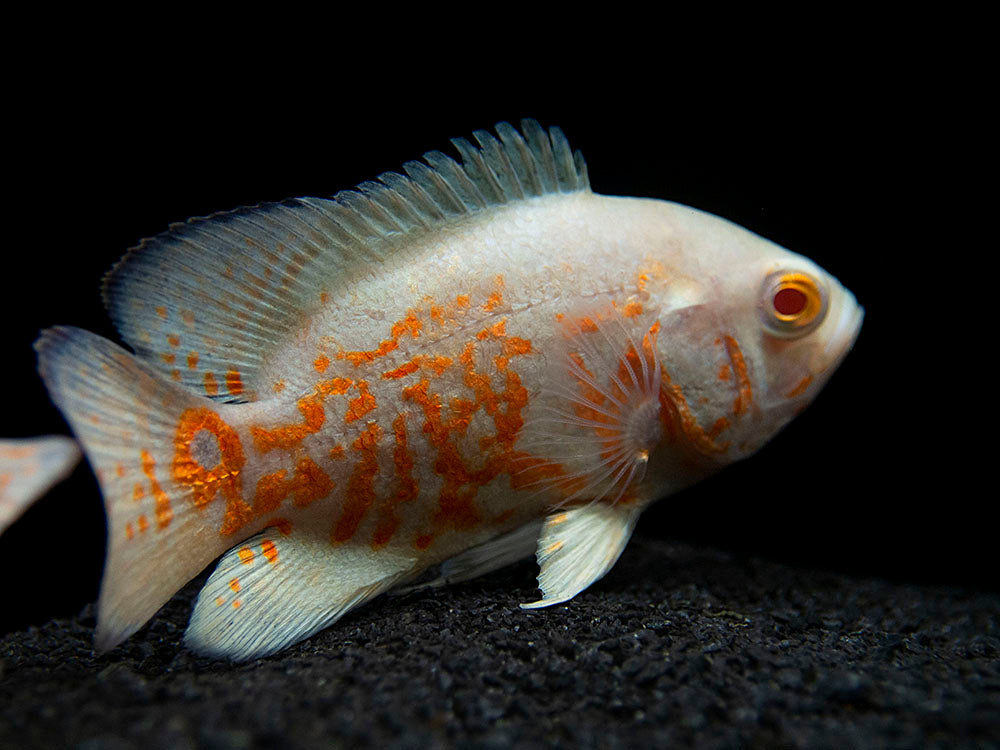 Albino Tiger Oscar (Astronotus ocellatus), Tank-Bred
