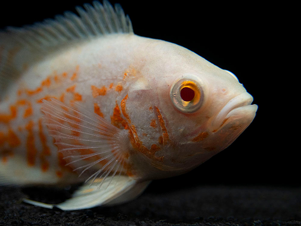 Albino Tiger Oscar (Astronotus ocellatus), Tank-Bred