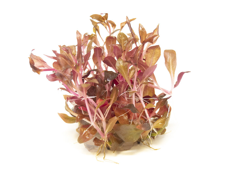 Scarlet Temple (Alternanthera reineckii "red") Tissue Culture