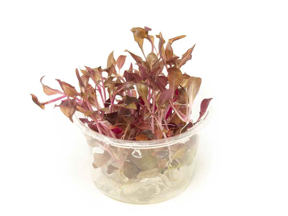 Scarlet Temple (Alternanthera reineckii "red") Tissue Culture