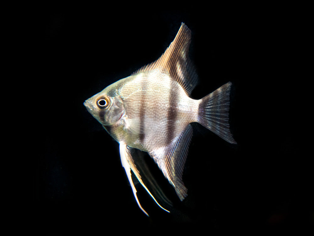 Peruvian Altum Angelfish (Pterophyllum scalare "Peruvian Altum"), Tank-Bred