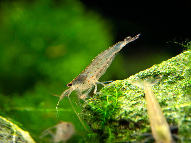 freshwater algae eating shrimp for sale