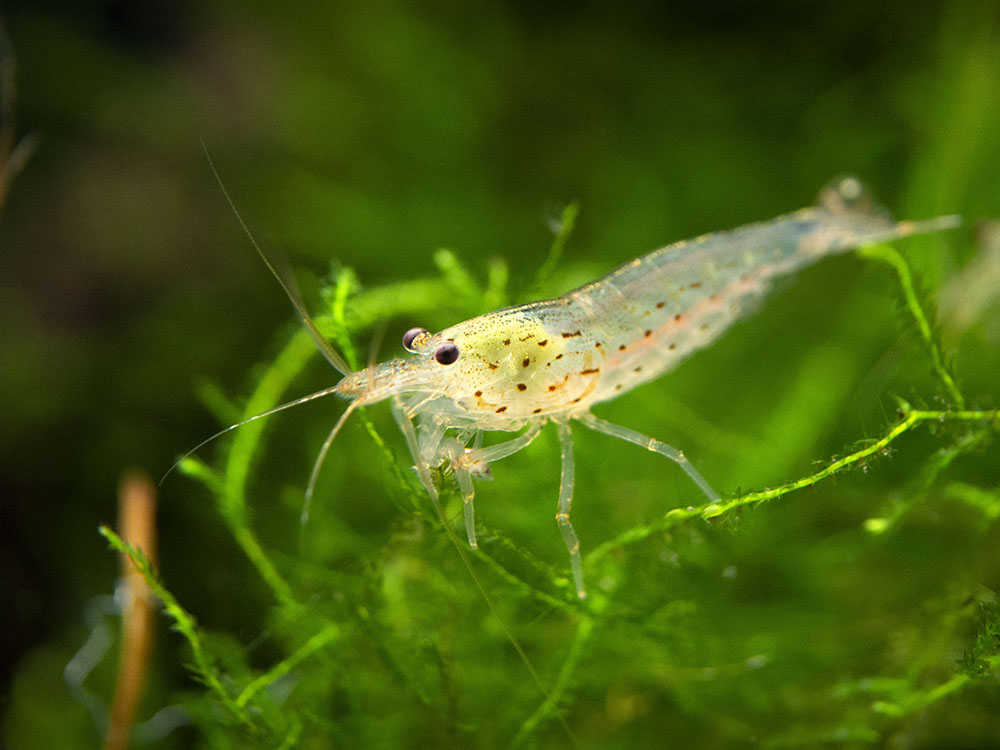 Japanese Fish Tank Shrimp Amano AKA Yamato Shrimp (Caridina