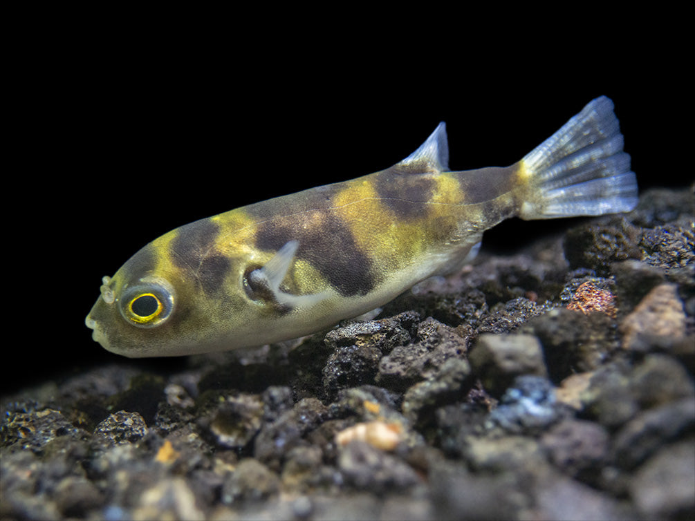 Amazon Puffer (Colomesus asellus)