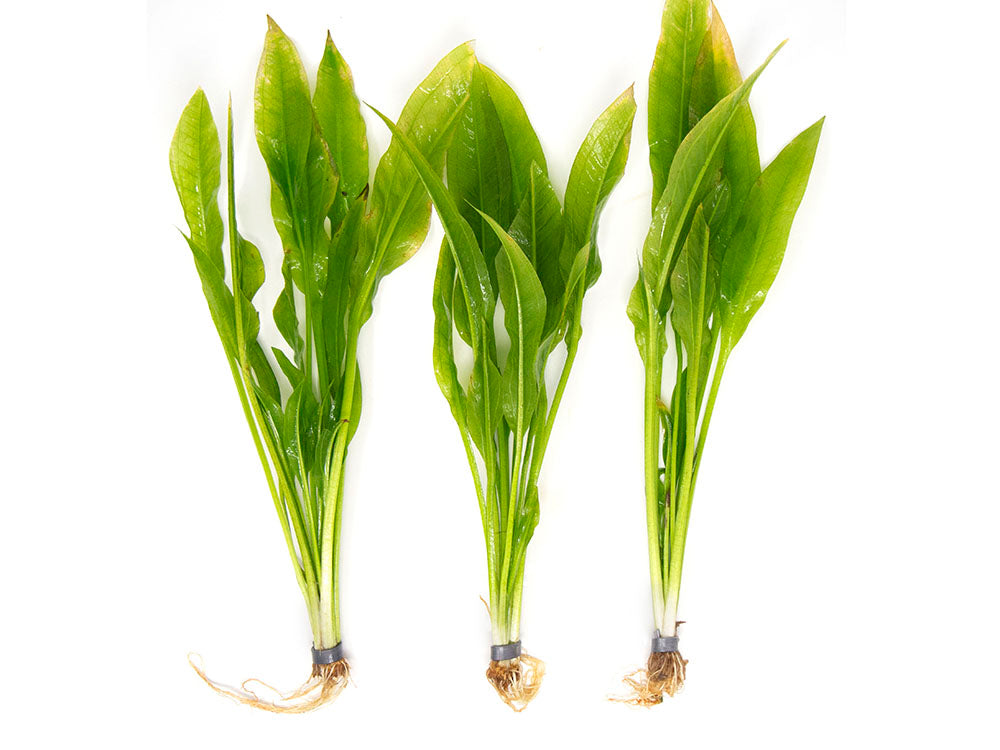 amazon sword plant seeds Amazon Sword Plant (Echinodorus amazonicus)