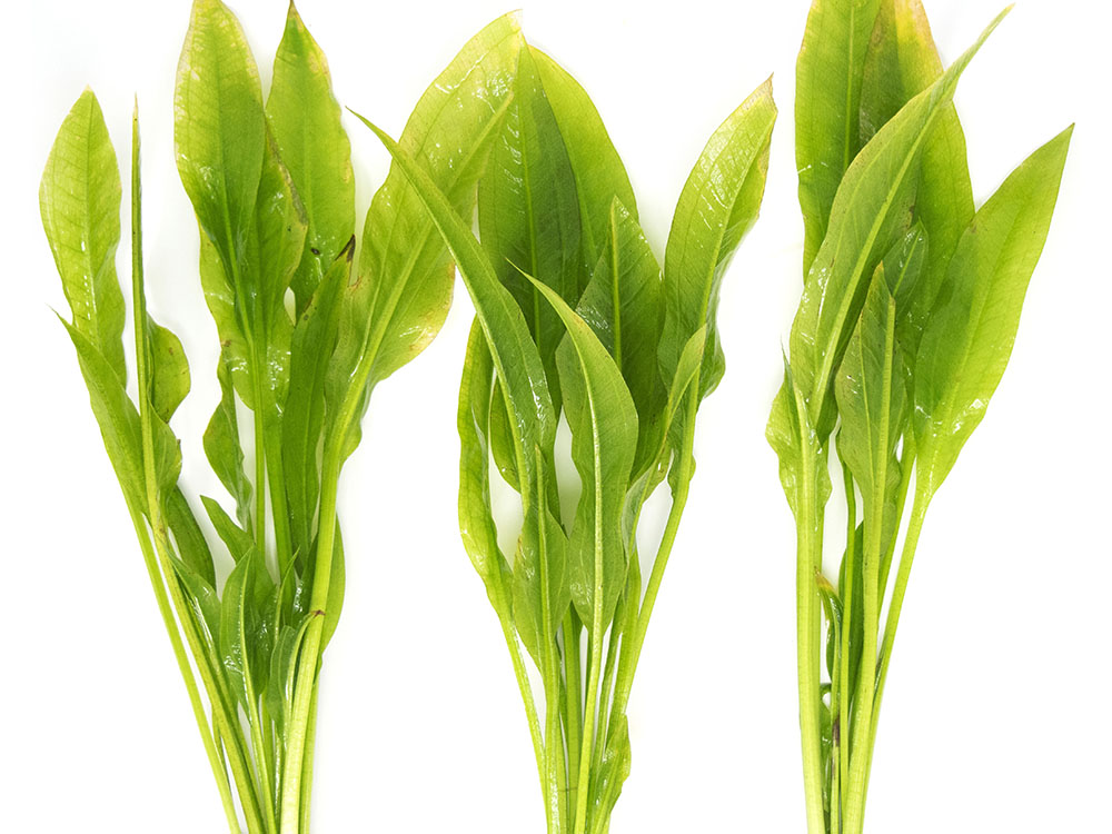 plastic amazon sword plant Amazon Sword Plant (Echinodorus amazonicus)