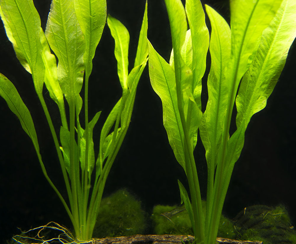 Amazon Sword Plant