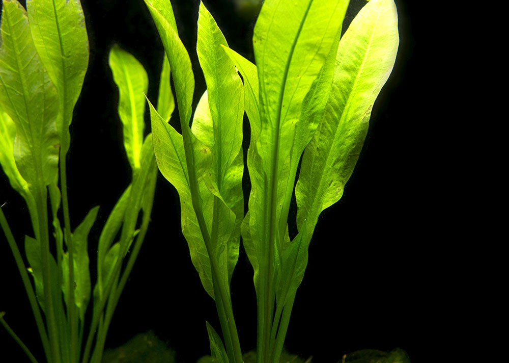 Amazon Sword Plant