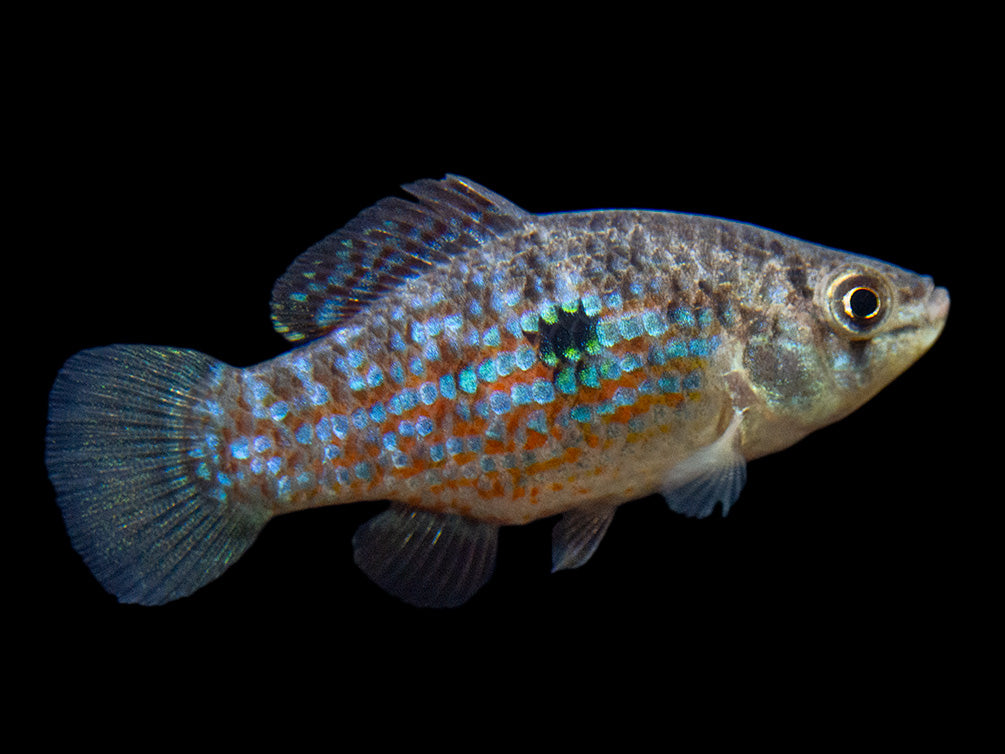 American Flagfish Killifish (Jordanella floridae)