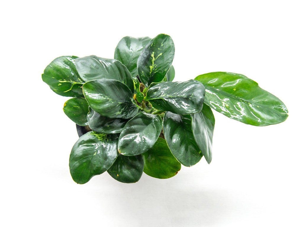 Anubias coffeefolia