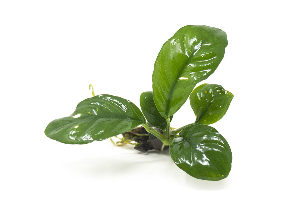 Anubias coffeefolia