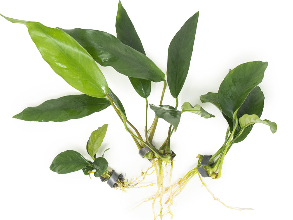Anubias Beginner Combo Pack
