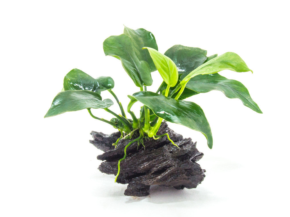 Anubias Nana (A. barteri 