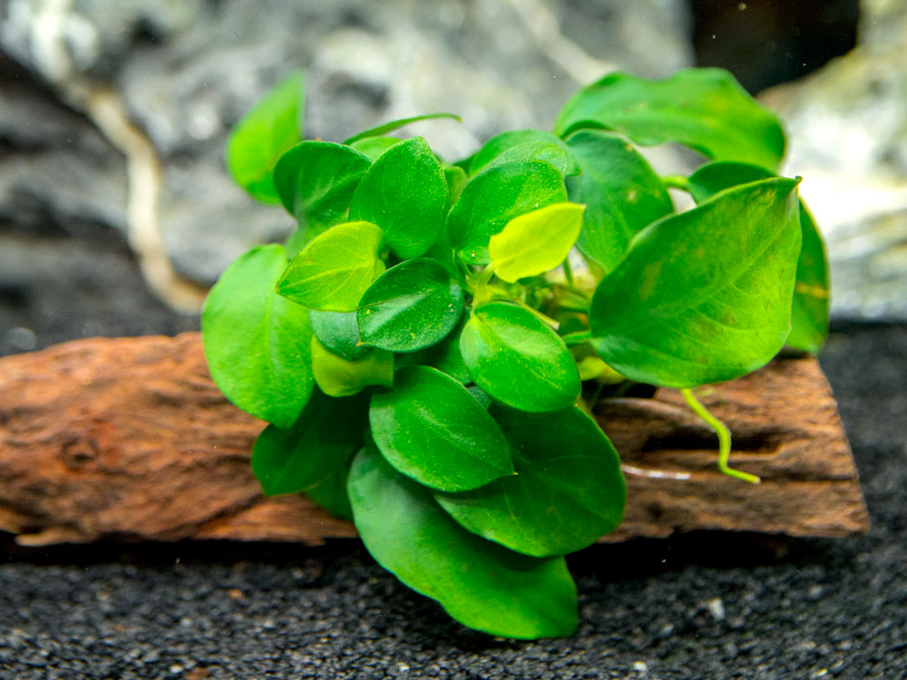 Petite Anubias Nana (Anubias barteri var. “Petite Nana”) on 2+ inch Driftwood