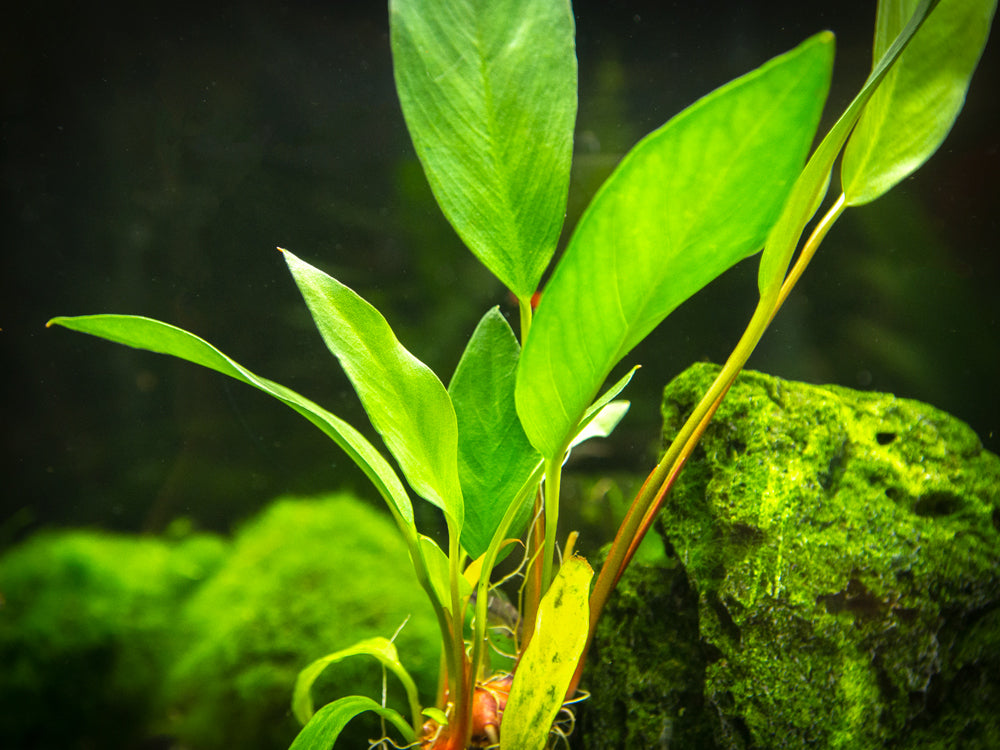 Anubias Frazeri (Anubias barteri x A. heterophylla) - Aquatic Arts