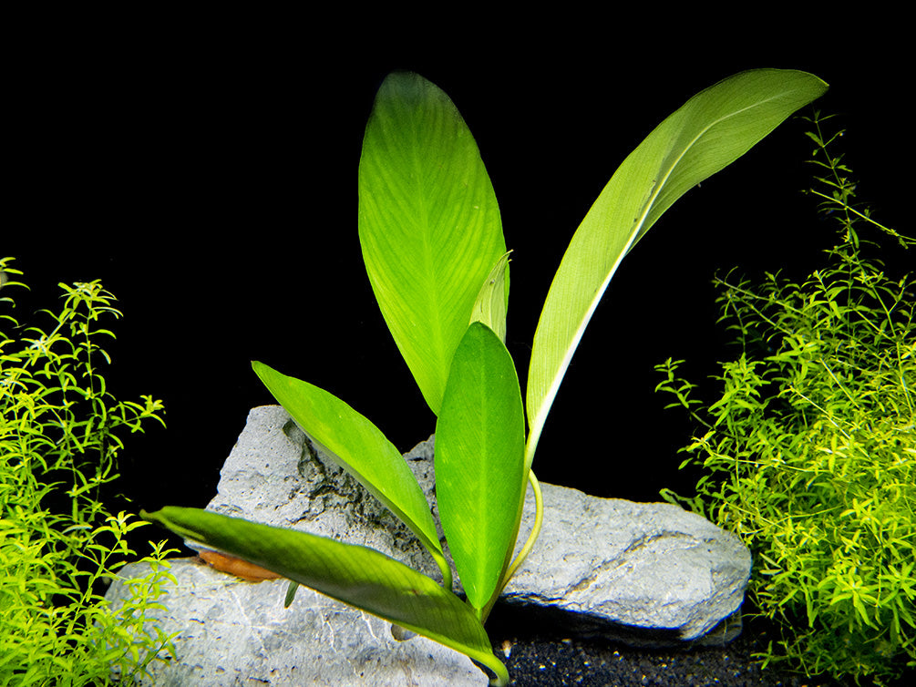 Anubias hastifolia, Bare Root