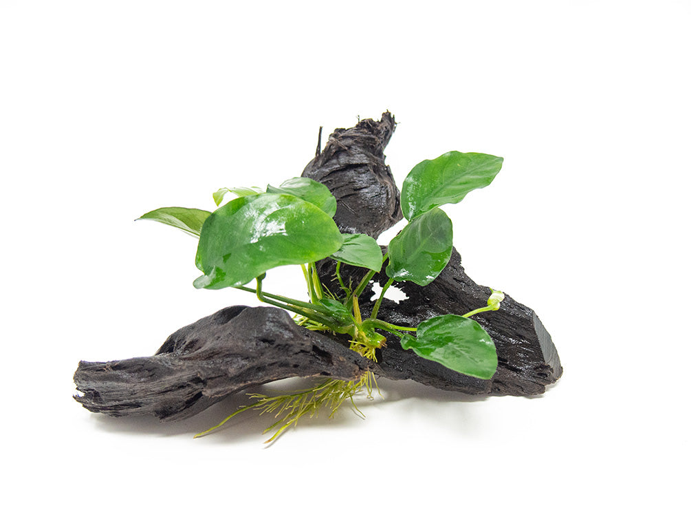 Anubias sp. on Driftwood