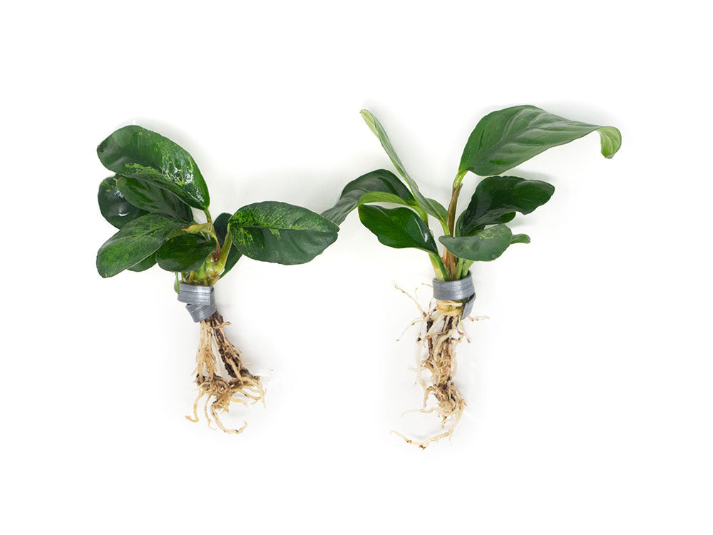 Anubias coffeefolia