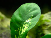 Anubias coffeefolia (Anubias barteri “Coffeefolia”)