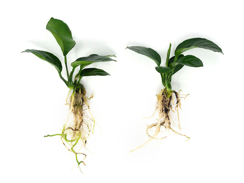 anubias plant seeds Anubias barteri