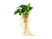 Dwarf Anubias (Anubias nana) Bare Root - 2 to 5 inches tall