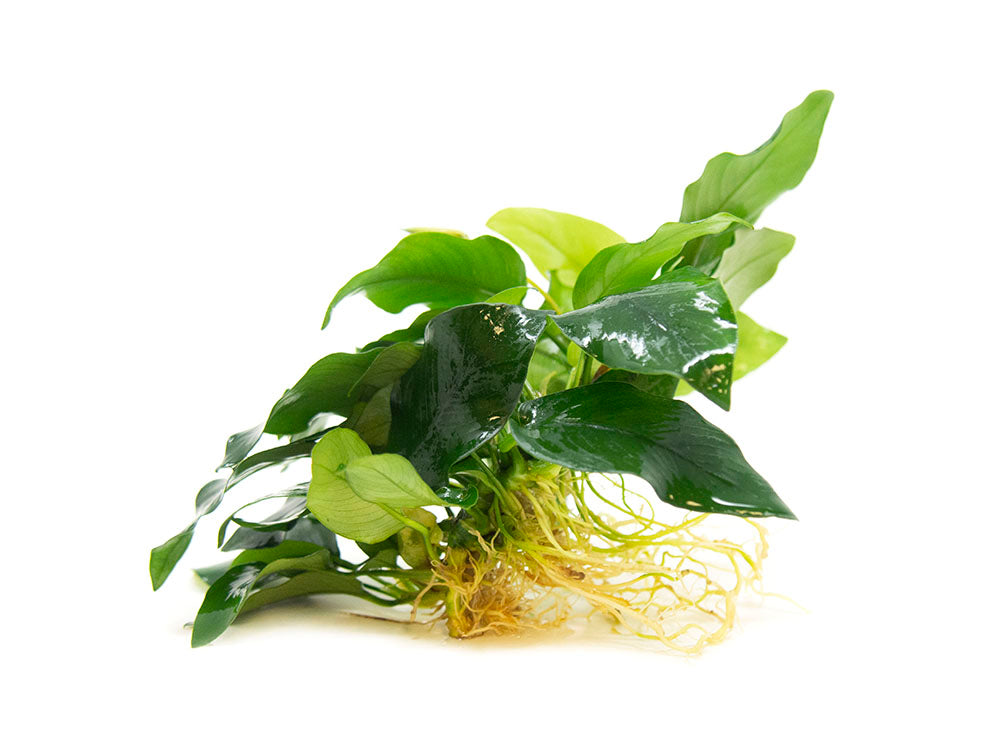 Anubias nana (Anubias barteri var. “nana”) - Bare Root, EXTRA LARGE