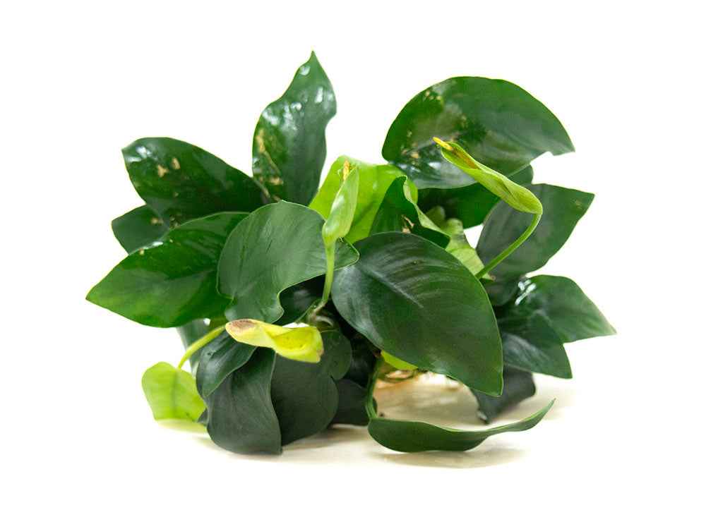 Anubias nana (Anubias barteri var. “nana”) - Bare Root, EXTRA LARGE