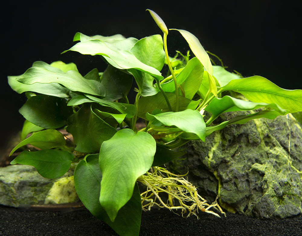 Anubias nana (Anubias barteri var. “nana”) - Bare Root, EXTRA LARGE