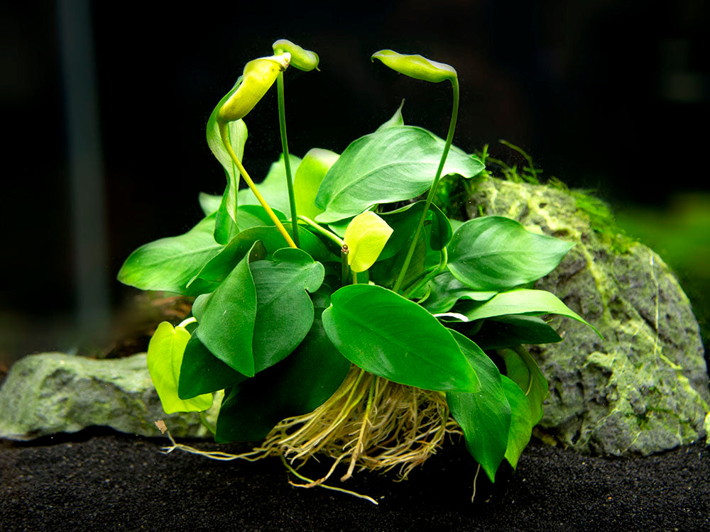 Anubias nana (Anubias barteri var. “nana”) - Bare Root, EXTRA LARGE