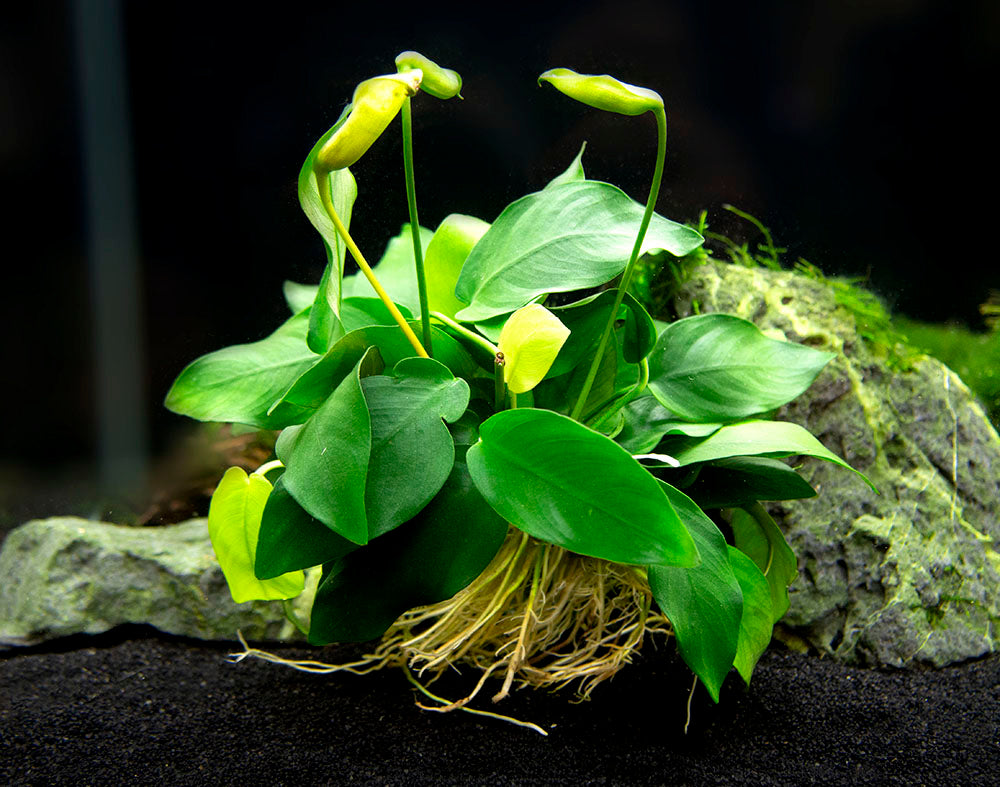 Anubias nana (Anubias barteri var. “nana”) - Bare Root, EXTRA LARGE