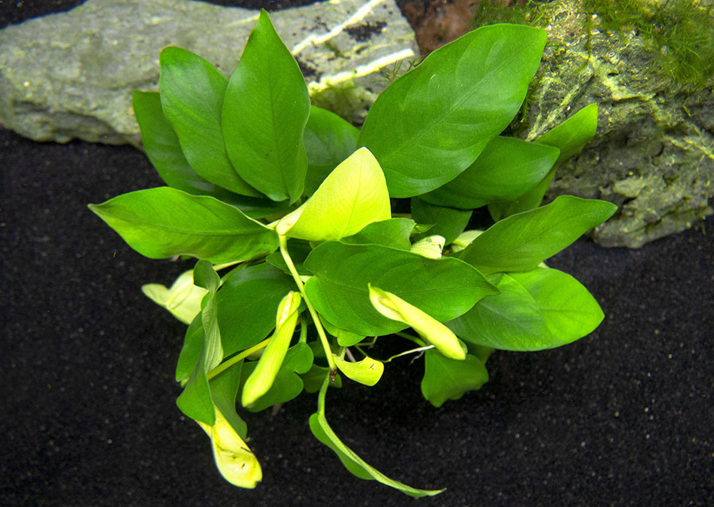 Anubias nana (Anubias barteri var. “nana”) - Bare Root, EXTRA LARGE