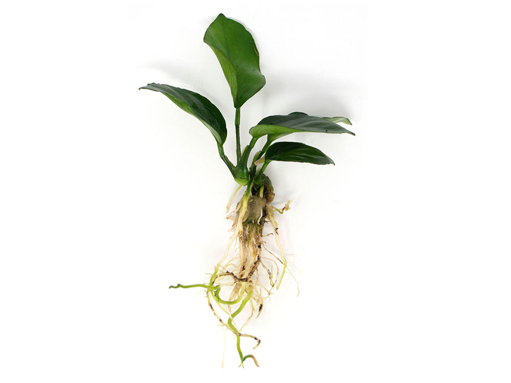 anubias for sale