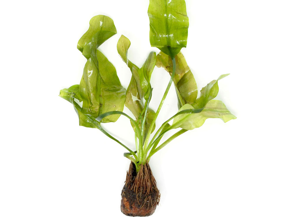 Aponogeton ulvaceus, bulb