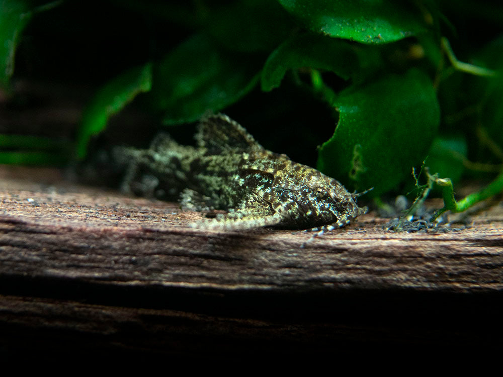 Asian Stone Mini Catfish AKA Anchor Catfish (Hara jerdoni)