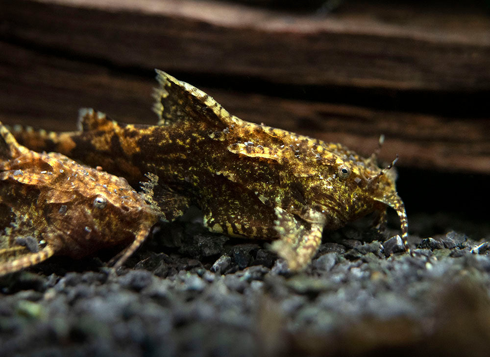 Asian Stone Mini Catfish AKA Anchor Catfish (Hara jerdoni)