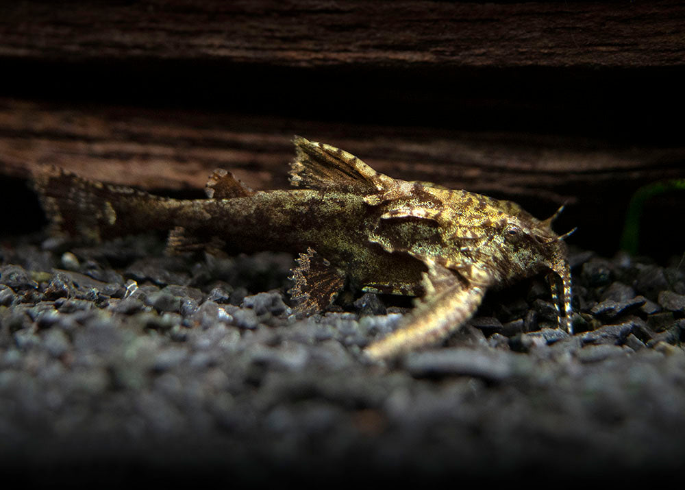 Asian Stone Mini Catfish AKA Anchor Catfish (Hara jerdoni)