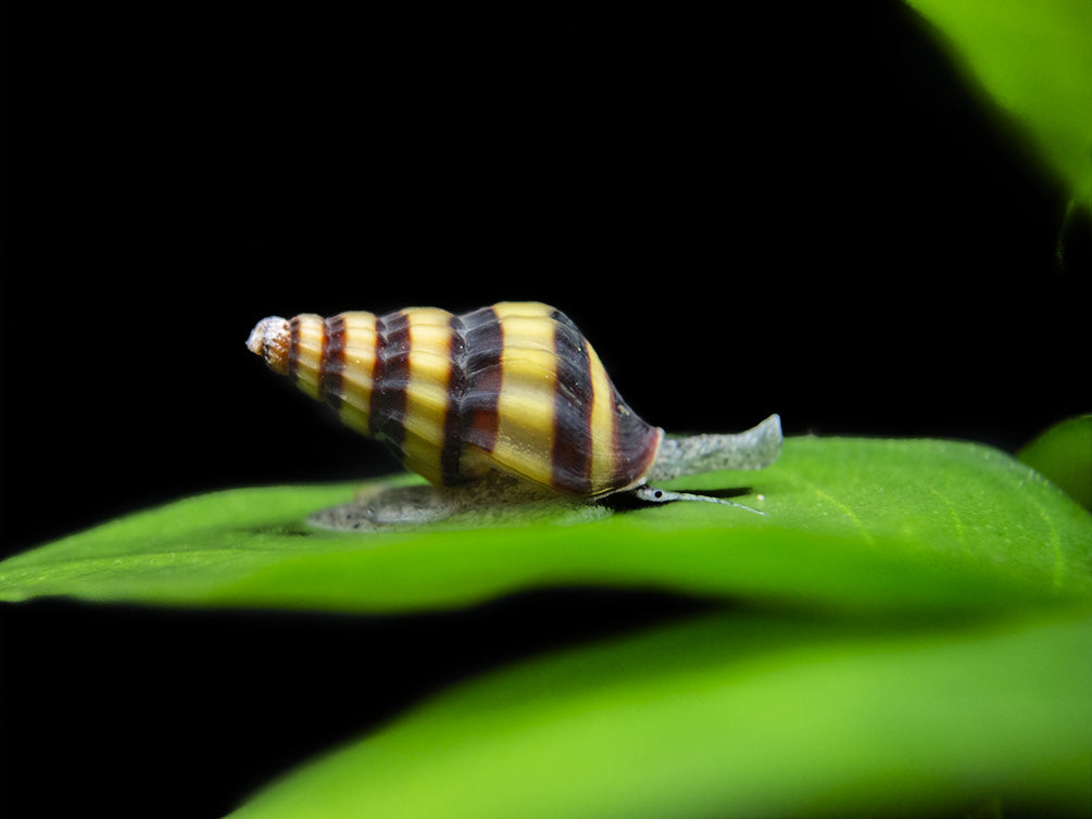 assassin snail for sale